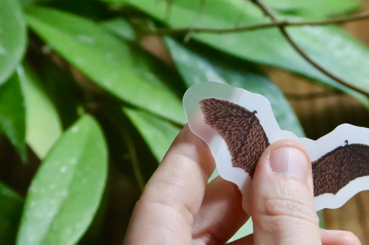 Grizzly Bear Sticker