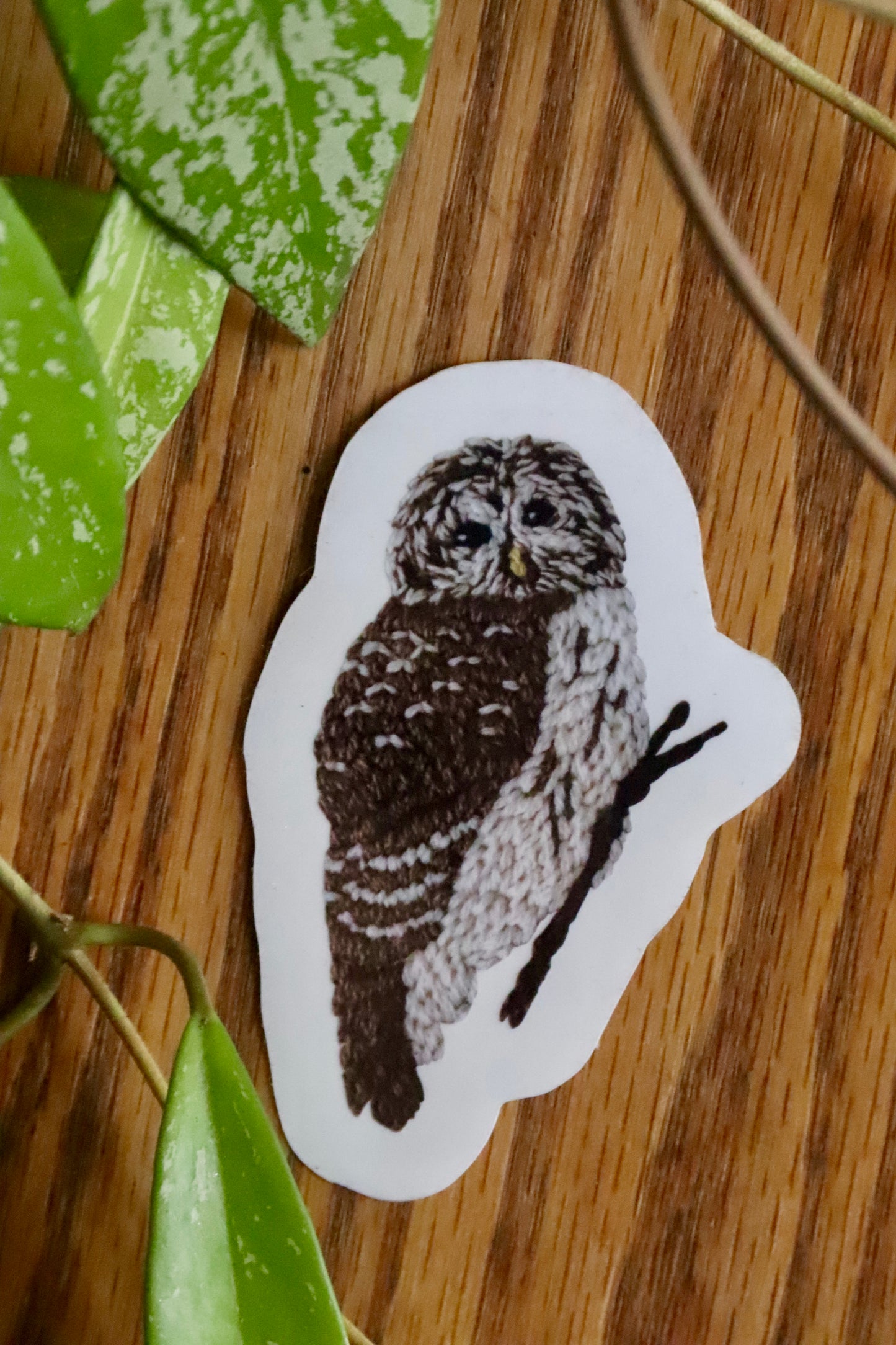 Barred Owl Sticker